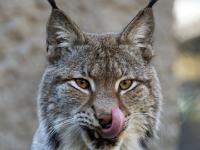 Europäischer Luchs